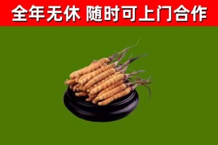 鸡泽烟酒回收冬虫夏草.jpg
